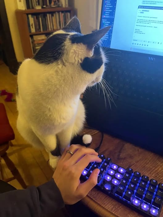 a picture of a cat on a keyboard