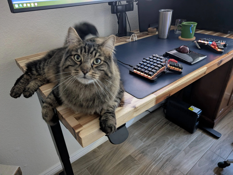 Ben's cat